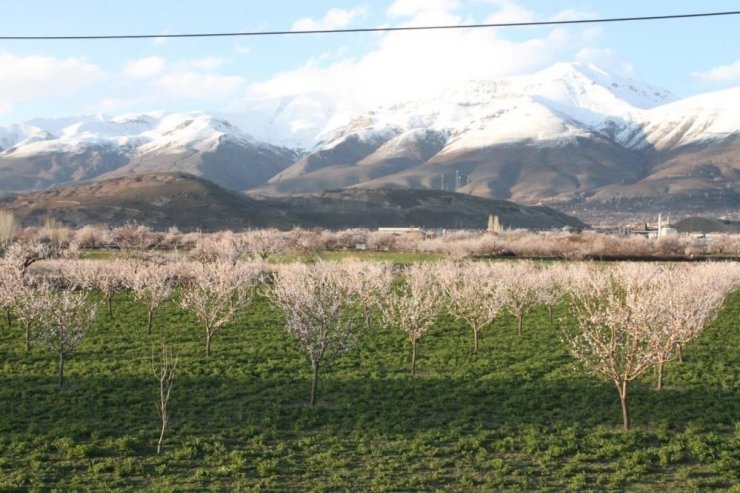Erzincan’da çiçek açan kayısı ağaçları donma tehlikesi altında