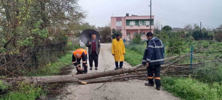 Aşırı rüzgar Kozan’da ağaçları devirdi