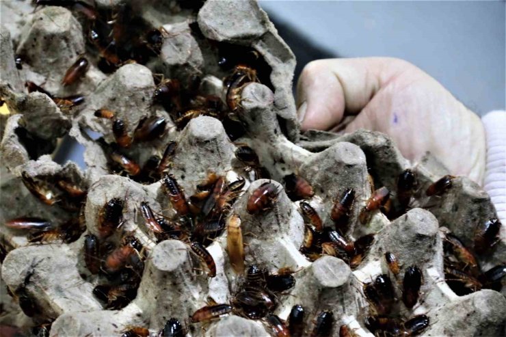 Ev kadınlarının korkulu rüyası haline gelen hamam böceklerini gelir kapısı yaptı