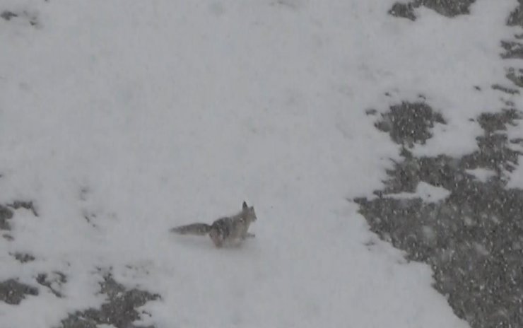 Yiyecek arayan tilki köye indi