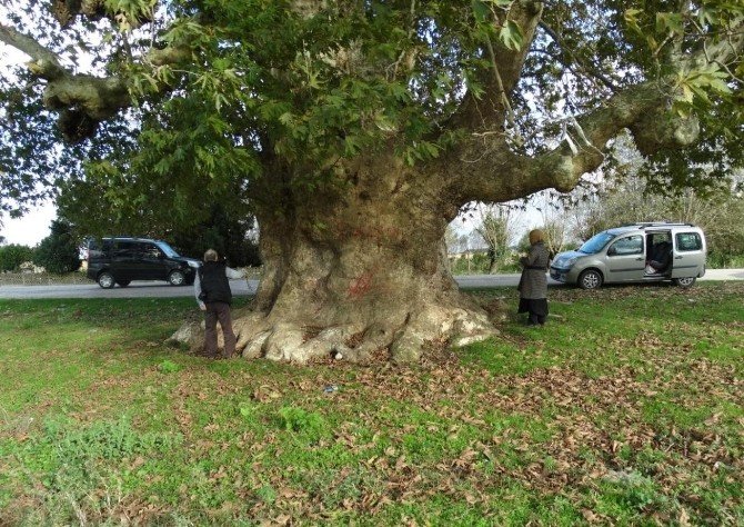 Samsun’un en yaşlı ağacı