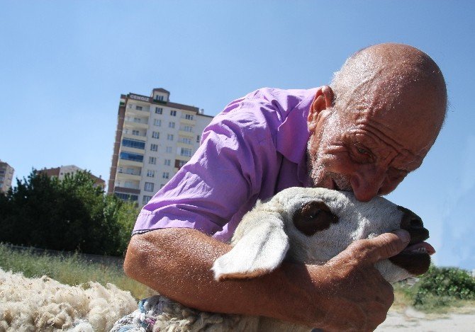 - Kesmek için aldığı kurbanlıkla arkadaş oldu
