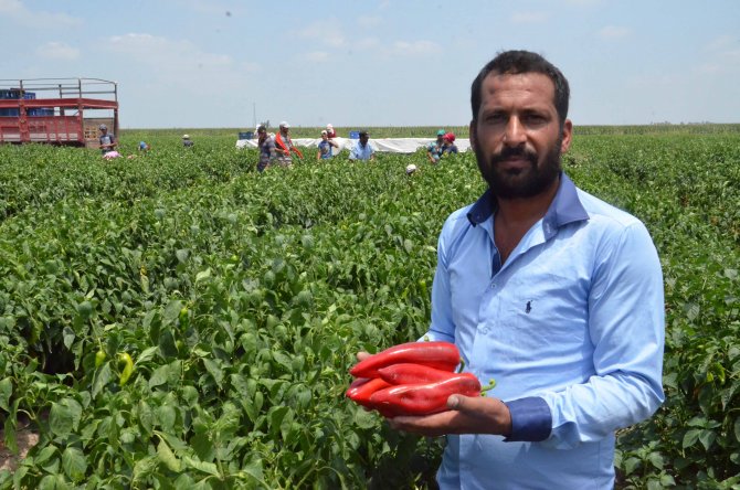 Çukurova'da kapya hasadı başladı