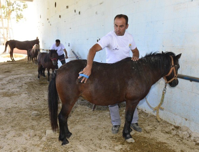 FETÖ’nün kayyum atanan okulundaki atlar, şimdi engellilere terapide kullanılıyor
