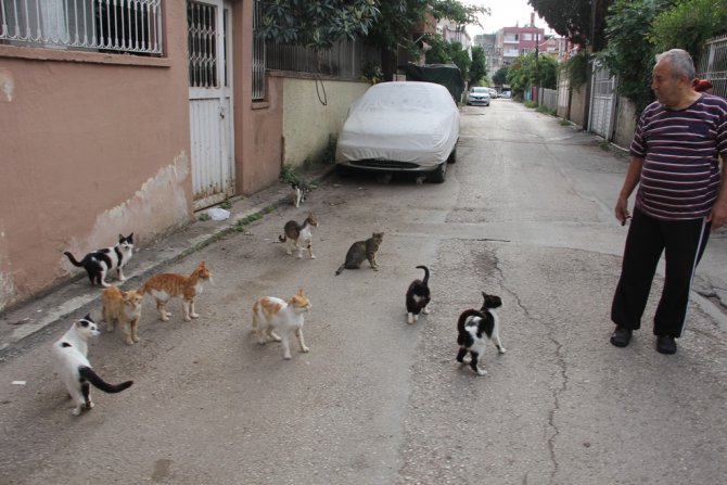 Adana'da kuduz paniği