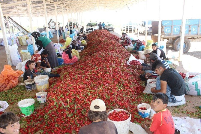 Adıyaman biberi Şanlıurfa ve Kahramanmaraş’a rakip oluyor
