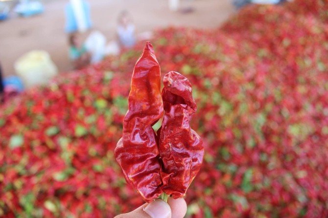 Adıyaman biberi Şanlıurfa ve Kahramanmaraş’a rakip oluyor