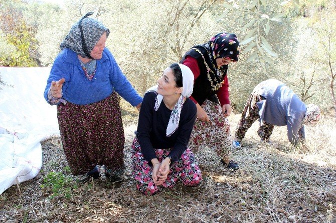 AK kadınlar şalvar giyip zeytin topladı