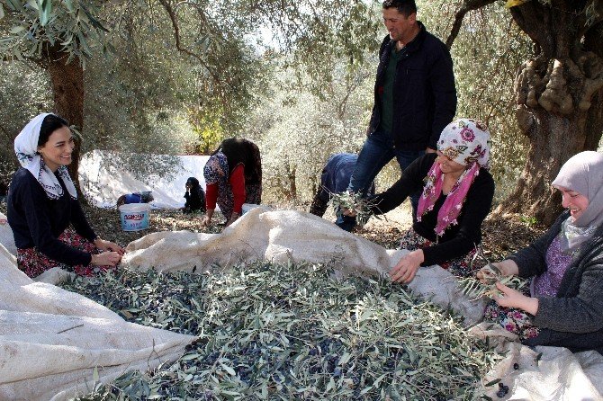 AK kadınlar şalvar giyip zeytin topladı