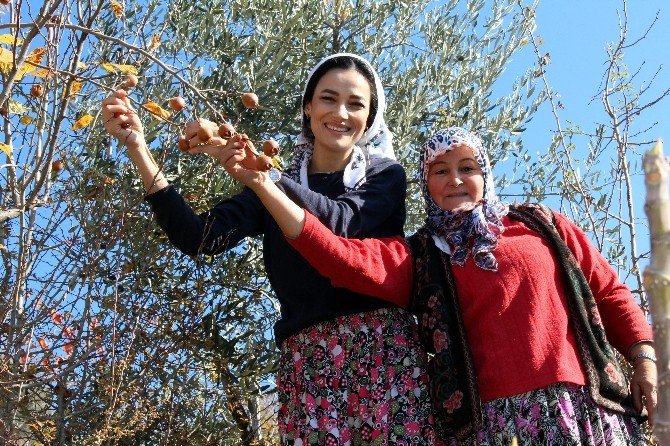 AK kadınlar şalvar giyip zeytin topladı