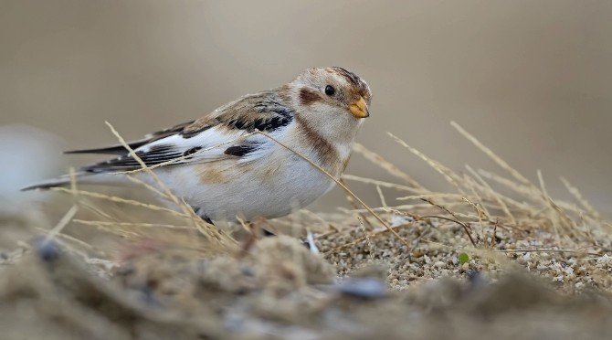 Alaca Çinte kuşu 8 yıl aranın ardından yeniden Türkiye sahillerinde