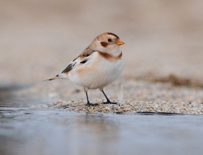 Alaca Çinte kuşu 8 yıl aranın ardından yeniden Türkiye sahillerinde