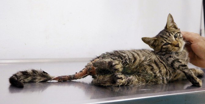 Tecavüze uğrayıp işkence edilen yavru kedi öldü