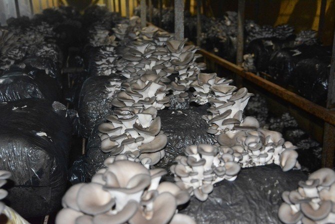 Antalya’da istiridye mantarı üretimi başladı