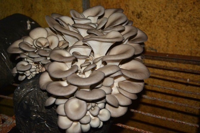 Antalya’da istiridye mantarı üretimi başladı