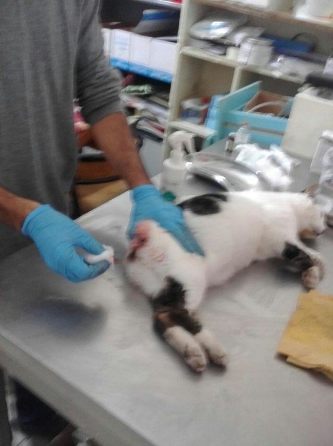 Kuyruğu kopan sokak kedisi tedavi edildi
