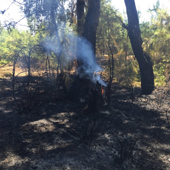 Manavgat'ta orman yangını