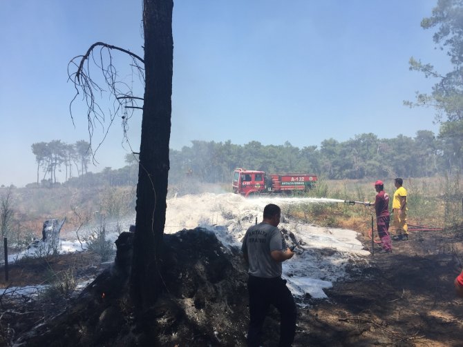 Manavgat'ta orman yangını
