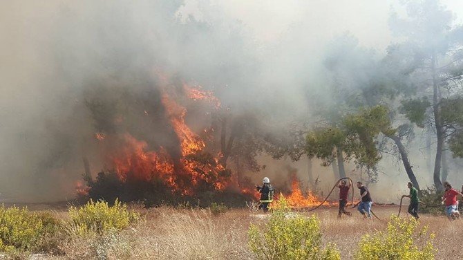 Manavgat’ta orman yangını