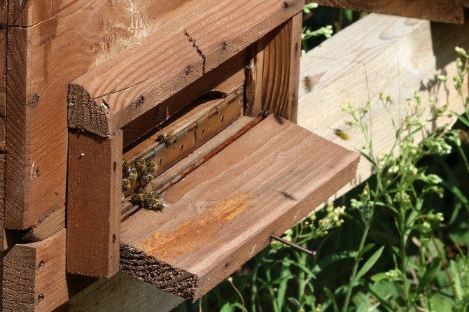 Şifa kaynağı arılar şaşırtıyor