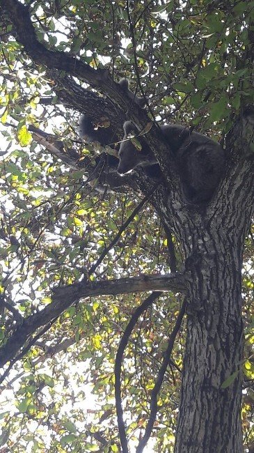 Artvin’de köpekten kaçarak ağaca tırmanan ayı yavruları kurtarıldı