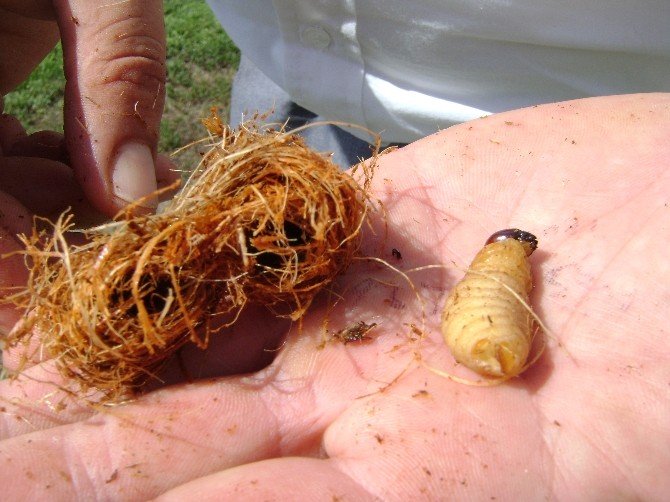 Aydın’da palmiyeler kuruyor