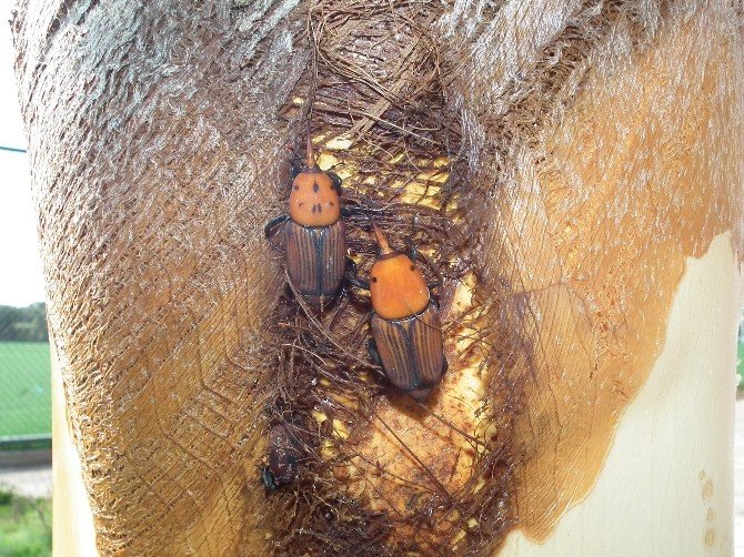 Aydın’da palmiyeler kuruyor