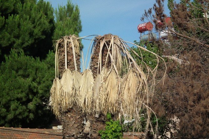 Aydın’da palmiyeler kuruyor