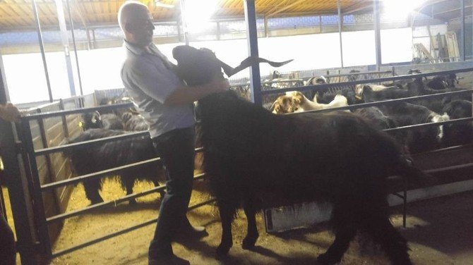 Aydın’da 132 kiloluk Honamlı Keçisi ilgi odağı oldu