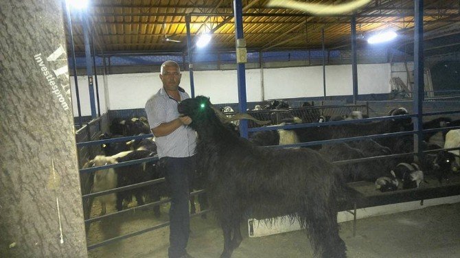 Aydın’da 132 kiloluk Honamlı Keçisi ilgi odağı oldu