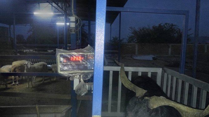 Aydın’da 132 kiloluk Honamlı Keçisi ilgi odağı oldu