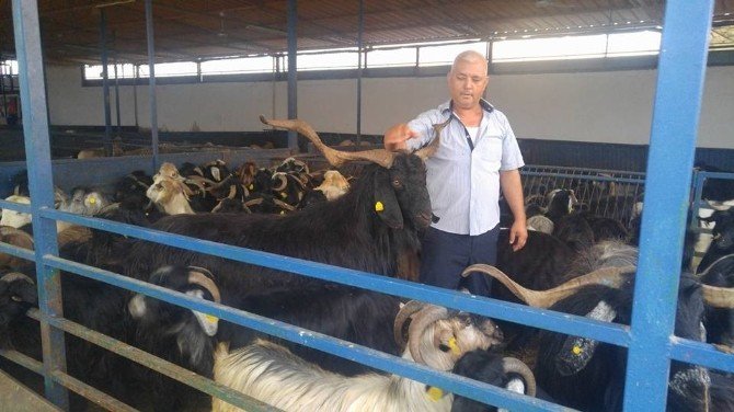 Aydın’da 132 kiloluk Honamlı Keçisi ilgi odağı oldu