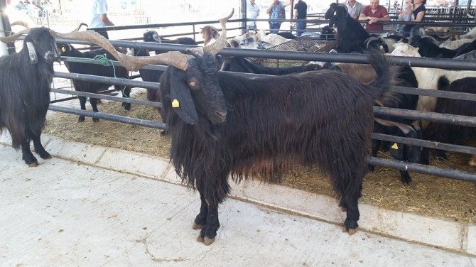 Aydın’da 132 kiloluk Honamlı Keçisi ilgi odağı oldu