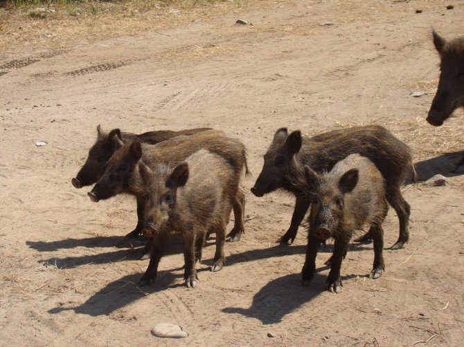Domuz eti satarken yakalanan kasap, yetkilileri göreve çağırdı