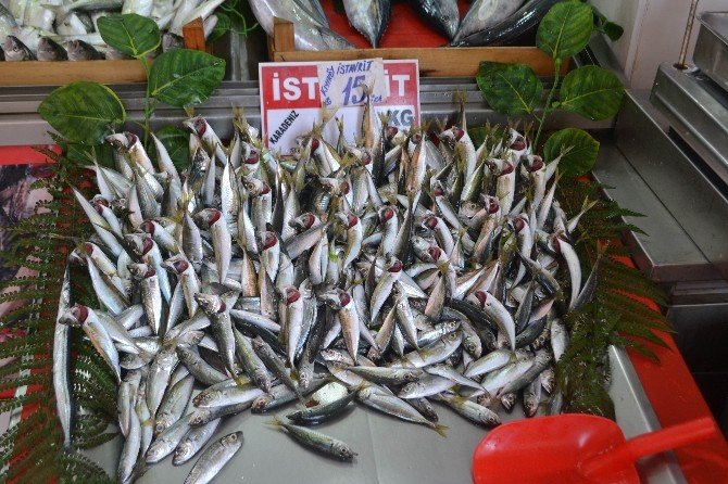 Balıkçıların çinekop ve sarıkanat bolluğu beklentisi