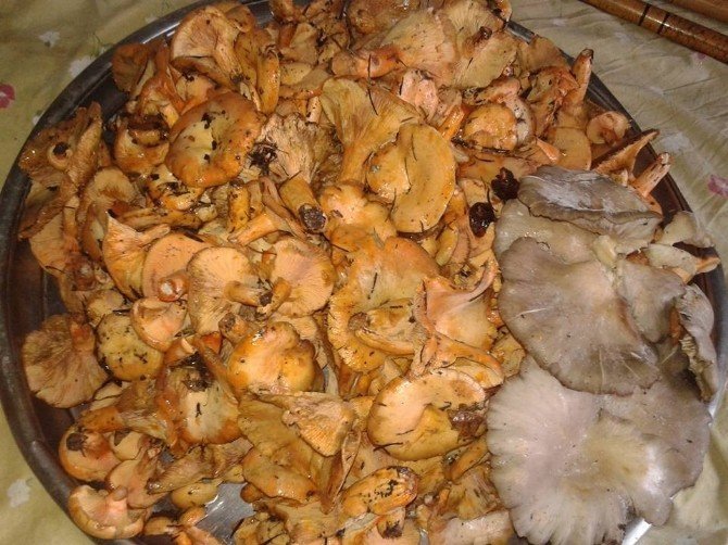 Bartın’da mantar sezonu açıldı