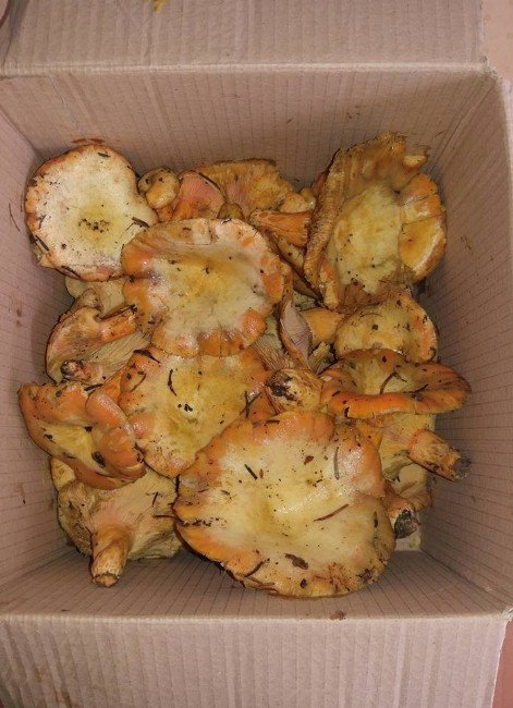 Bartın’da mantar sezonu açıldı