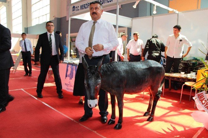 ’Merzifon eşeği’ni arıyorlar