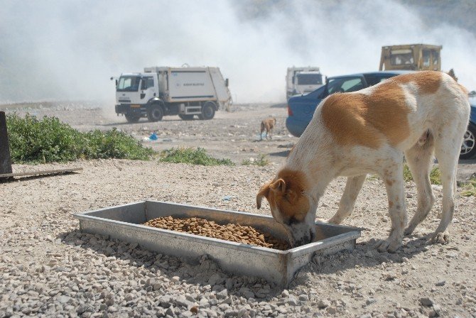 Burdurlu Hayvanseverlerden Çöplükte Yaşayan Hayvanlara Yardım Eli