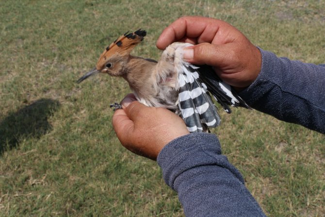 Yaralı bulunan ibibik kuşu tedavi edilip doğaya bırakılacak
