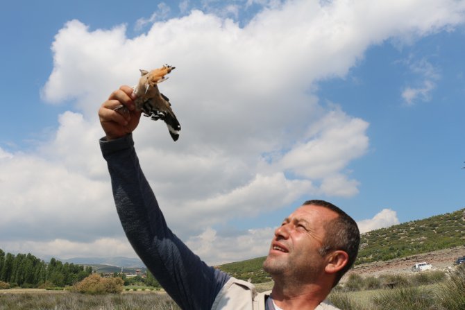 Yaralı bulunan ibibik kuşu tedavi edilip doğaya bırakılacak