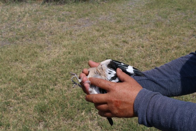Yaralı bulunan ibibik kuşu tedavi edilip doğaya bırakılacak