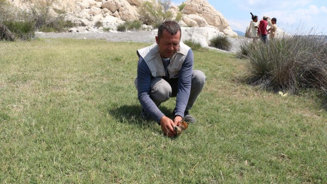 Yaralı bulunan ibibik kuşu tedavi edilip doğaya bırakılacak