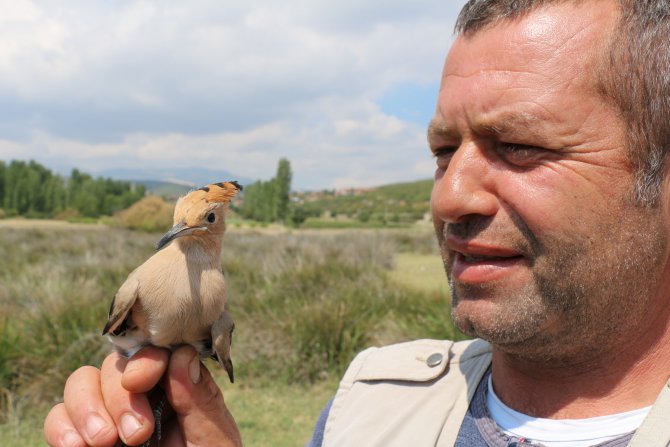 Yaralı bulunan ibibik kuşu tedavi edilip doğaya bırakılacak