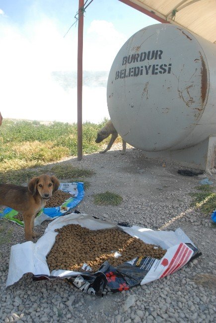 Burdurlu Hayvanseverlerden Çöplükte Yaşayan Hayvanlara Yardım Eli