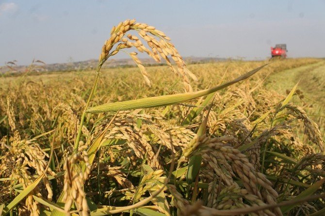 Çeltik hasatında sona gelindi