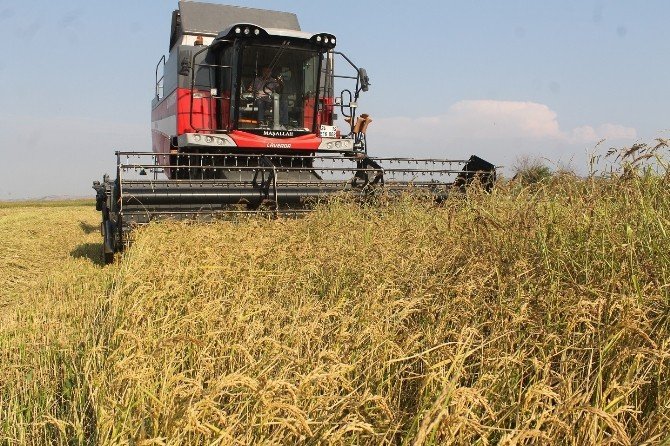 Çeltik hasatında sona gelindi