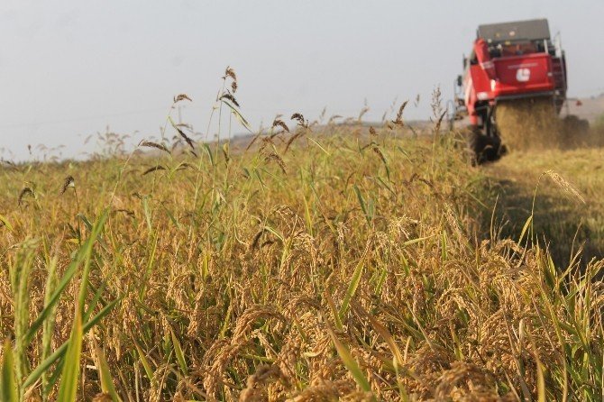Çeltik hasatında sona gelindi