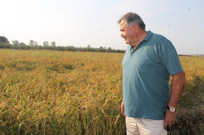 Çeltik hasatında sona gelindi