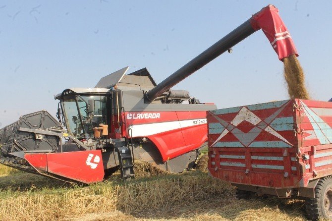 Çeltik hasatında sona gelindi